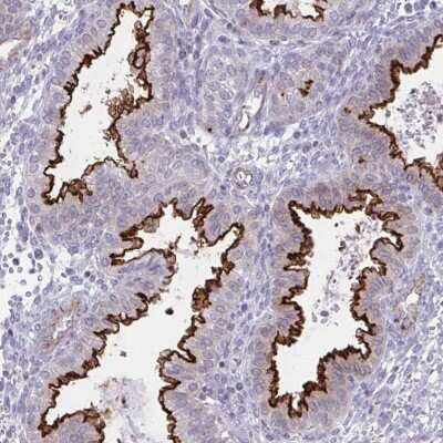 Immunohistochemistry OR7A5 Antibody