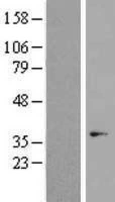 Western Blot: OR7C1 Overexpression Lysate (Adult Normal) [NBP2-04643] Left-Empty vector transfected control cell lysate (HEK293 cell lysate); Right -Over-expression Lysate for OR7C1.