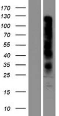 Western Blot: OR7D2 Overexpression Lysate (Adult Normal) [NBP2-05041] Left-Empty vector transfected control cell lysate (HEK293 cell lysate); Right -Over-expression Lysate for OR7D2.