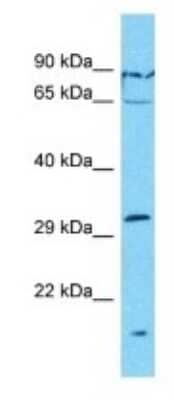 Western Blot: OR7G1 Antibody [NBP3-09813] - Western blot analysis of OR7G1 in HT1080 Whole Cell lysates. Antibody dilution at 1.0ug/ml