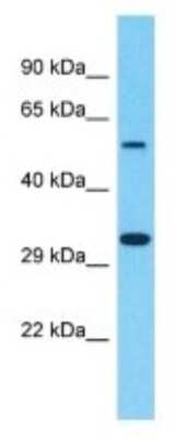 Western Blot: OR8B4 Antibody [NBP3-09816] - Western blot analysis of OR8B4 in THP-1 Whole Cell lysates. Antibody dilution at 1.0ug/ml