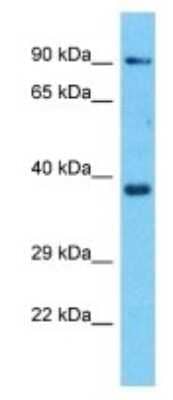 Western Blot: OR8H3 Antibody [NBP3-09828] - Western blot analysis of OR8H3 in A549 Whole Cell lysates. Antibody dilution at 1.0ug/ml
