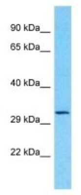 Western Blot: OR8J1 Antibody [NBP3-09830] - Western blot analysis of OR8J1 in Human THP-1 Whole Cell. Antibody dilution at 1ug/ml