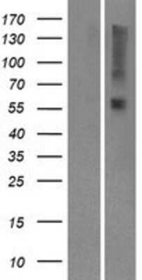 Western Blot: OR9I1 Overexpression Lysate (Adult Normal) [NBP2-08879] Left-Empty vector transfected control cell lysate (HEK293 cell lysate); Right -Over-expression Lysate for OR9I1.