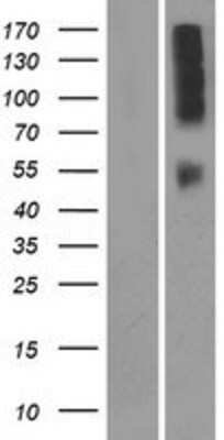 Western Blot: OR9Q2 Overexpression Lysate (Adult Normal) [NBP2-08883] Left-Empty vector transfected control cell lysate (HEK293 cell lysate); Right -Over-expression Lysate for OR9Q2.