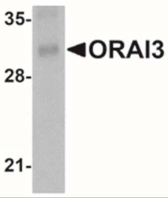 Western Blot: ORAI3 Antibody (1B4F1) [NBP2-41327] - Analysis of ORAI3 in rat lung tissue lysate with ORAI3 antibody at 2 ug/mL.