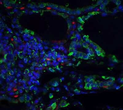 Immunocytochemistry/Immunofluorescence: ORAI3 Antibody (2H2G9) [NBP2-41326] - Staining of ORAI3 in human spleen tissue with ORAI3 antibody at 5 ug/ml.