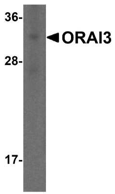 Western Blot: ORAI3 Antibody (2H2G9) [NBP2-41326] - Analysis of ORAI3 in rat spleen lysate with ORAI3 antibody at 1 ug/mL.