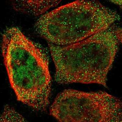 Immunocytochemistry/Immunofluorescence: ORAI3 Antibody [NBP1-93523] - Staining of human cell line A-431 shows localization to nucleoplasm & cytosol. Antibody staining is shown in green.