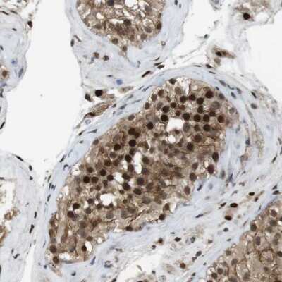 Immunohistochemistry-Paraffin: ORAI3 Antibody [NBP1-93523] - Staining of human testis shows strong nuclear and cytoplasmic positivity in cells of seminiferus ducts.