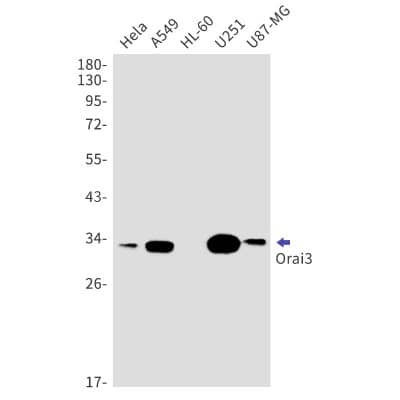 Western Blot: ORAI3 Antibody (S06-8B3) [NBP3-19901] - Western blot detection of ORAI3 in Hela, A549, HL-60, U251, U87-MG cell lysates using NBP3-19901 (1:1000 diluted). Predicted band size: 32kDa. Observed band size: 32kDa.