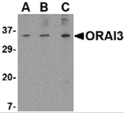 Western Blot: ORAI3 Antibody [NBP2-82013] - Western blot analysis of ORAI3 in A20 cell lysate with ORAI3 antibody at (A) 1, (B) 2 and (C) 4 ug/mL.