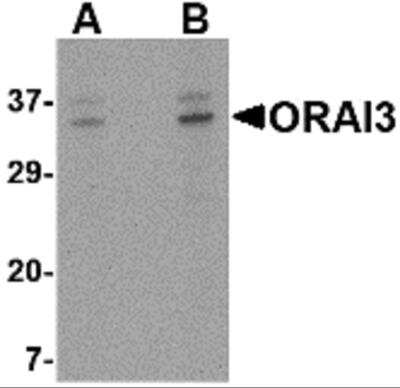 Western Blot: ORAI3 Antibody [NBP2-82014] - Western blot analysis of ORAI3 in A20 cell lysate with ORAI3 antibody at (A) 2 and (B) 4 ug/mL.