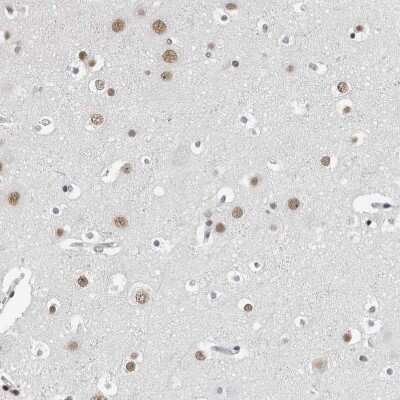 Immunohistochemistry-Paraffin: ORC1 Antibody [NBP1-83184] - Staining of human cerebral cortex shows strong nuclear positivity in neurons.