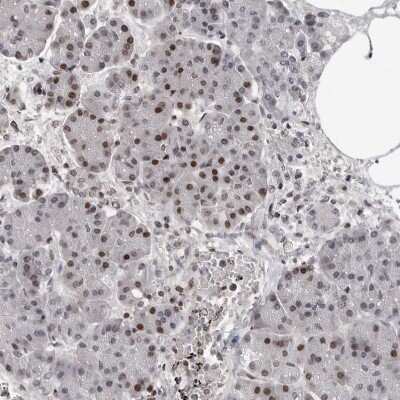 Immunohistochemistry-Paraffin: ORC1 Antibody [NBP1-83184] - Staining of human pancreas shows strong nuclear positivity in exocrine glandular cells.