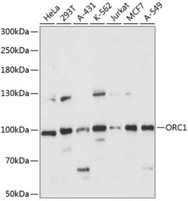 Western Blot: ORC1 Antibody [NBP2-93793] - Analysis of extracts of various cell lines, using ORC1 at 1:1000 dilution.Secondary antibody: HRP Goat Anti-Rabbit IgG (H+L) at 1:10000 dilution.Lysates/proteins: 25ug per lane.Blocking buffer: 3% nonfat dry milk in TBST.Detection: ECL Basic Kit .Exposure time: 10s.