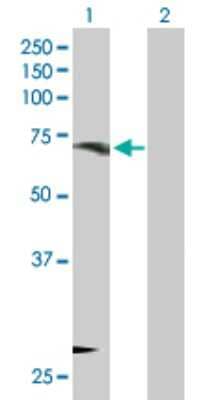 Western Blot: ORC3L Antibody [H00023595-D01P] - Analysis of ORC3L expression in transfected 293T cell line by ORC3L polyclonal antibody.Lane 1: ORC3L transfected lysate(82.30 KDa).Lane 2: Non-transfected lysate.