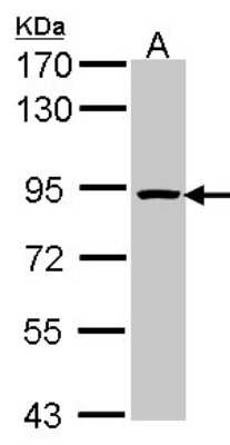 Western Blot: ORC3L Antibody [NBP2-19631] - Sample (30 ug of whole cell lysate) A: H1299 7. 5% SDS PAGE gel, diluted at 1:1000.