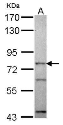 Western Blot: ORC3L Antibody [NBP2-19632] - Sample (30 ug of whole cell lysate) A: H1299 7. 5% SDS PAGE gel, diluted at 1:1000.