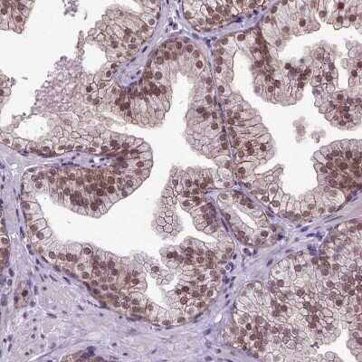 Immunohistochemistry-Paraffin ORC5L Antibody