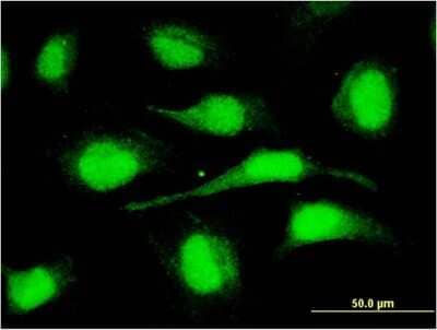 Immunocytochemistry/ Immunofluorescence ORC6L Antibody (3C4)