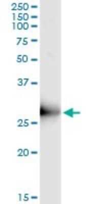 Immunoprecipitation ORC6L Antibody (3C4)