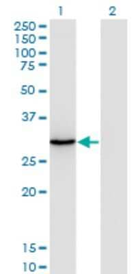 Western Blot ORC6L Antibody (3C4)