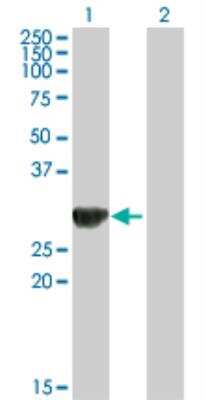 Western Blot: ORC6L Antibody [H00023594-B01P] - analysis of ORC6L expression in transfected 293T cell line by ORC6L MaxPab polyclonal antibody. Lane 1: ORC6L transfected lysate (27.83 KDa). Lane 2: Non-transfected lysate.
