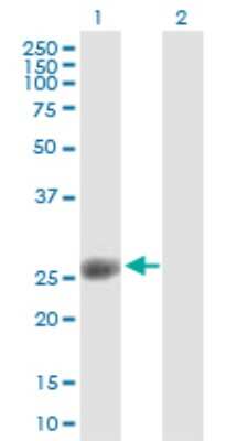 Western Blot: ORC6L Antibody [H00023594-B02P] - Analysis of ORC6L expression in transfected 293T cell line by ORC6L polyclonal antibody.  Lane 1: ORC6L transfected lysate(27.72 KDa). Lane 2: Non-transfected lysate.