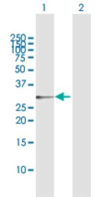Western Blot: ORC6L Antibody [H00023594-D02P] - Analysis of ORC6L expression in transfected 293T cell line by ORC6L polyclonal antibody.Lane 1: ORC6L transfected lysate(27.83 KDa).Lane 2: Non-transfected lysate.