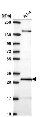 Western Blot: ORC6L Antibody [NBP2-57470] - Western blot analysis in human cell line RT-4.