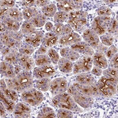 <b>Orthogonal Strategies Validation. </b>Immunohistochemistry-Paraffin: ORF1 FL49 Antibody [NBP2-13898] - Staining of human stomach shows high expression.