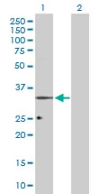 Western Blot: ORL1/OPRL1 Antibody [H00004987-D01P] - Analysis of OPRL1 expression in transfected 293T cell line by OPRL1 polyclonal antibody.Lane 1: OPRL1 transfected lysate(40.70 KDa).Lane 2: Non-transfected lysate.