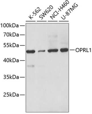 Western Blot: ORL1/OPRL1 Antibody [NBP2-93327] - Analysis of extracts of various cell lines, using ORL1/OPRL1 .