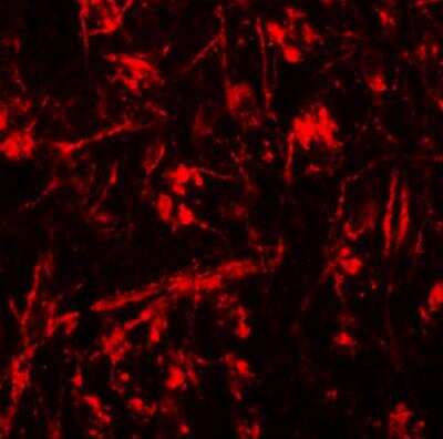 Immunocytochemistry/ Immunofluorescence ORMDL1 Antibody - BSA Free