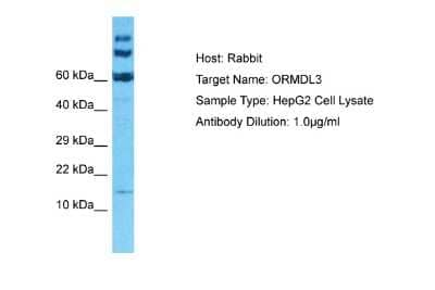 Western Blot ORMDL3 Antibody