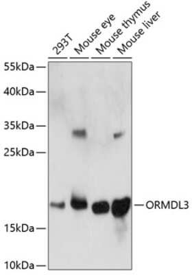 Western Blot ORMDL3 Antibody - Azide and BSA Free