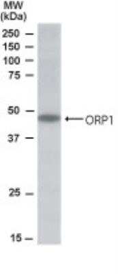 Western Blot ORP1 Antibody