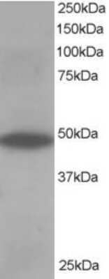 Western Blot ORP1 Antibody