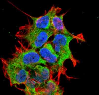 Immunocytochemistry/Immunofluorescence: ORP150/HSP12A Antibody (6E3-2C3) [NBP2-59345] - Tissue: Neuroblastoma cell line (SK-N-BE). Species: Human. Fixation: 4% Formaldehyde for 15 min at RT. Primary Antibody: Mouse Anti-GRP170 Monoclonal Antibody at 1:100 for 60 min at RT. Secondary Antibody: Goat Anti-Mouse ATTO 488 at 1:100 for 60 min at RT. Counterstain: Phalloidin Texas Red F-Actin stain; DAPI (blue) nuclear stain at 1:1000; 1:5000 for 60 min RT, 5 min RT. Localization: Endoplasmic Reticulum, Endoplasmic Reticulum Lumen. Magnification: 60X.