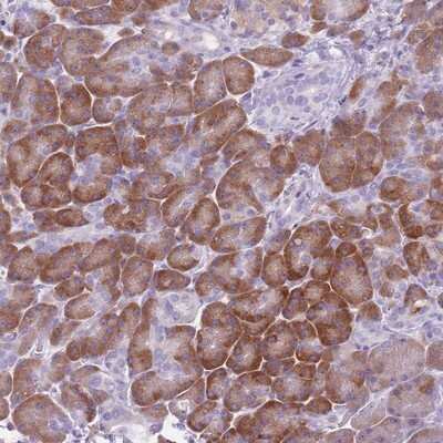 Immunohistochemistry-Paraffin: ORP150/HSP12A Antibody [NBP2-14113] - Staining of human pancreas shows distinct cytoplasmic positivity in exocrine glandular cells.