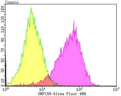 Flow Cytometry: ORP150/HSP12A Antibody (JG39-11) [NBP2-76858] - Flow cytometric analysis of HepG2 cells with ORP150 antibody at 1/100 dilution (purple) compared with an unlabelled control (cells without incubation with primary antibody; yellow). Alexa Fluor 488-conjugated goat anti-rabbit IgG was used as the secondary antibody.