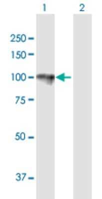 Western Blot: ORP150/HSP12A Antibody [H00010525-B01P] - Analysis of HYOU1 expression in transfected 293T cell line by HYOU1 polyclonal antibody.  Lane 1: HYOU1 transfected lysate(74.58 KDa). Lane 2: Non-transfected lysate.