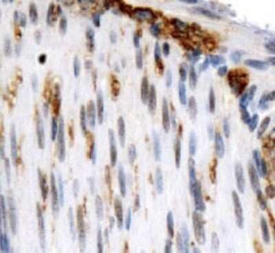 Immunohistochemistry: OS9 Antibody [NB100-519] - Staining of OS9 in mouse smooth muscle.