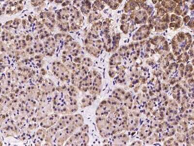 Immunohistochemistry-Paraffin: OS9 Antibody [NBP2-97288] - Immunochemical staining of human OS9 in human pancreas with rabbit polyclonal antibody at 1:100 dilution, formalin-fixed paraffin embedded sections.