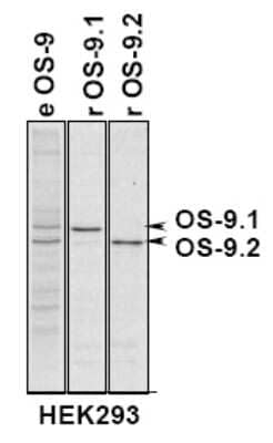 Immunoprecipitation: OS9 Antibody [NB100-519] - Immunoprecipitation of OS-9.1 and OS-9.2 in total HEK293 cells, HEK293 cells expressing OS-9.1 or OS-9.2.