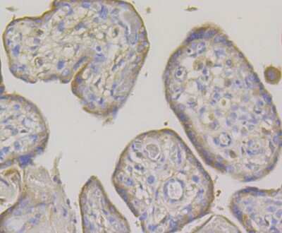 Immunohistochemistry-Paraffin: OS9 Antibody (JG38-07) [NBP2-75602] - Analysis of paraffin-embedded human placenta tissue using anti-OS9 antibody. Counter stained with hematoxylin.
