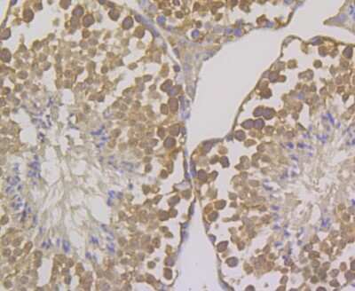 Immunohistochemistry-Paraffin: OS9 Antibody (JG38-07) [NBP2-75602] - Analysis of paraffin-embedded mouse testis tissue using anti-OS9 antibody. Counter stained with hematoxylin.