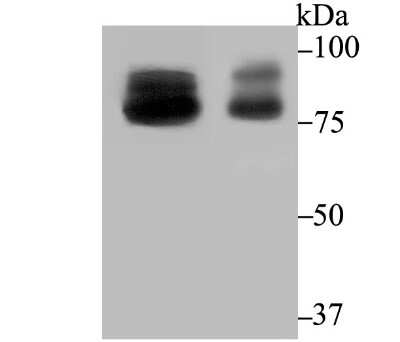 Western Blot: OS9 Antibody (JG38-07) [NBP2-75602] - Analysis of OS9 on mouse testis and rat testis tissue lysates using anti-OS9 antibody at 1/2,000 dilution.