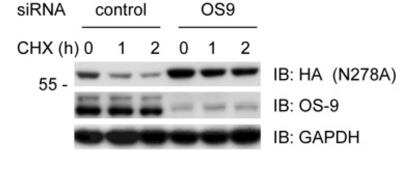 Knockdown Validated: OS9 Antibody [NB100-519] - Contribution and interaction of OS-9 for degradation of SHH proteins. Cells stably expressing the N278A-HA precursor were depleted of OS-9 by siRNA, and the fate of N278A was followed after cycloheximide (CHX) addition. All samples were analyzed by SDS-PAGE and immunoblotting with HA antibodies. Controls were treated with a commercial negative control siRNA. The samples were also immunoblotted for OS-9 to show the extent of depletion. Immunoblotting with GAPDH antibodies served as loading control.  Image collected and cropped by CiteAb from the following publication (//doi.org/10.1371/journal.pone.0092164) licensed under a CC-BY license.